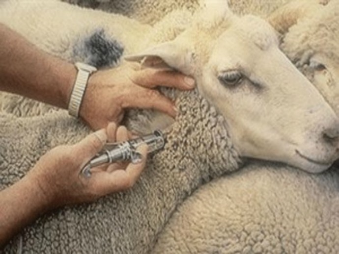 Ημερίδα για τον μελιταίο πυρετό - «Βρουκέλλωση από το χθες στο σήμερα» Στα Καλάβρυτα