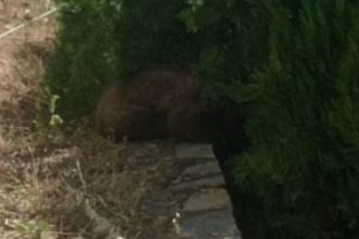 Καστοριά: Αρκουδάκι απεγκλωβίστηκε από προαύλιο ξενοδοχείου