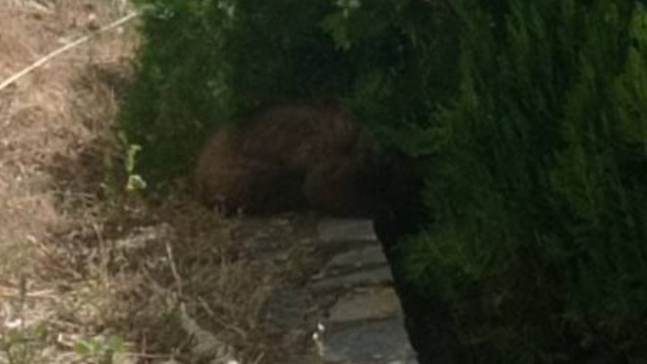 Καστοριά: Αρκουδάκι απεγκλωβίστηκε από προαύλιο ξενοδοχείου