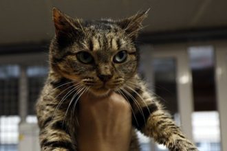 ΗΠΑ: Η χαμένη γάτα βρέθηκε στην... Amazon