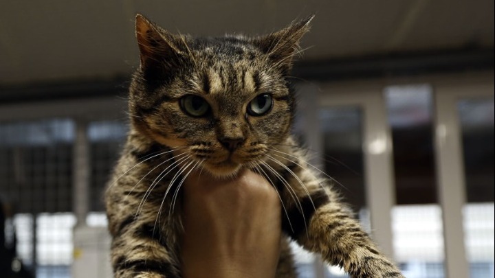 ΗΠΑ: Η χαμένη γάτα βρέθηκε στην... Amazon