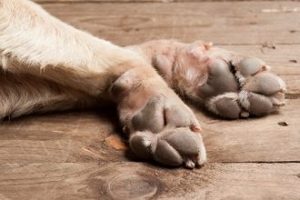 Υιοθετήσατε σκύλο; 7 πράγματα που πρέπει να έχετε στο μυαλό σας πριν του μάθετε οτιδήποτε