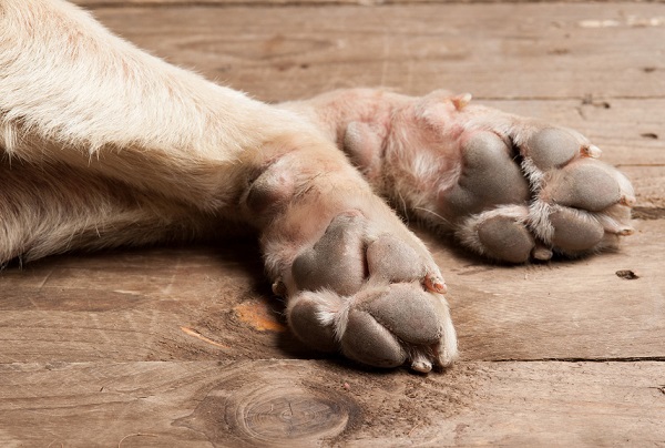 Υιοθετήσατε σκύλο; 7 πράγματα που πρέπει να έχετε στο μυαλό σας πριν του μάθετε οτιδήποτε