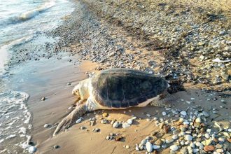 Νεκρή θαλάσσια χελώνα στην Κόρινθο