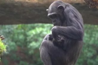 Όταν η φύση σπάει καρδιές: Χιμπατζίνα πενθεί το νεκρό μωρό της κουβαλώντας το επί μήνες στην αγκαλιά της ΒΙΝΤΕΟ