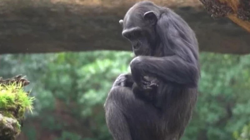 Όταν η φύση σπάει καρδιές: Χιμπατζίνα πενθεί το νεκρό μωρό της κουβαλώντας το επί μήνες στην αγκαλιά της ΒΙΝΤΕΟ