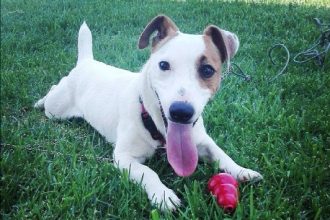 Πάτρα: Βοηθήστε να βρεθεί ο Γιούπι