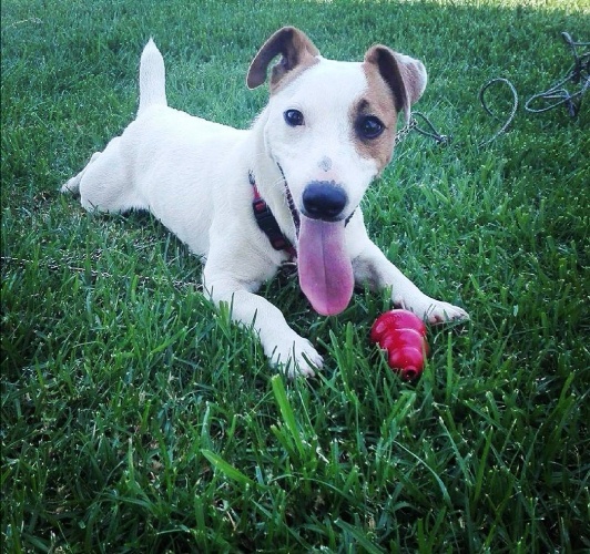 Πάτρα: Βοηθήστε να βρεθεί ο Γιούπι