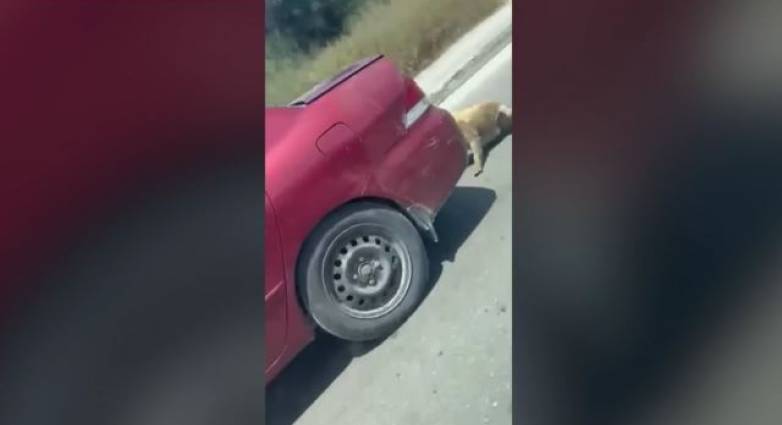 Συνελήφθη ο άνδρας που έσερνε σκύλο πίσω από το ΙΧ του - Οδηγείται σήμερα στον Εισαγγελέα Ζακύνθου