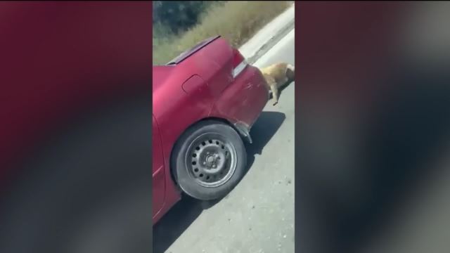 Νέος φρικτός βασανισμός ζώου - Έδεσε σκύλο σε κοτσαδόρο & τον έσερνε! (ΒΙΝΤΕΟ)