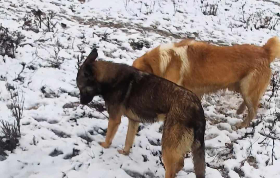 Τα αδεσποτούλια της Καρδίτσας μας χρειάζονται για να αντέξουν την παγωνιά