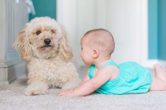 Είναι το κατοικίδιό σας πιο έξυπνο από ένα μωρό;