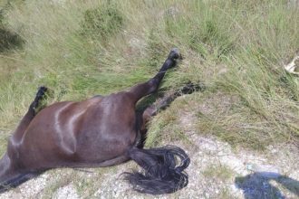 Μυτιλήνη: Στη ΜΕΘ 19χρονος έπειτα από το τροχαίο με άλογα – Συνελήφθη 40χρονος στρατιωτικός