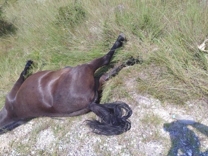 Μυτιλήνη: Στη ΜΕΘ 19χρονος έπειτα από το τροχαίο με άλογα – Συνελήφθη 40χρονος στρατιωτικός