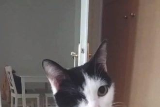 Πάτρα: Χάθηκε γατούλα