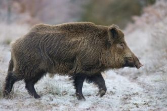 Τι πρέπει να κάνετε αν συναντήσετε στον δρόμο αγριογούρουνα