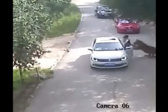 Τίγρης κατασπάραξε γυναίκα σε σαφάρι - Προσπάθησε να σώσει την κόρη της που βγήκε από το ΙΧ