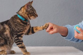 Πώς να μάθετε στο παιδί σας να αλληλεπιδρά σωστά με τις γάτες