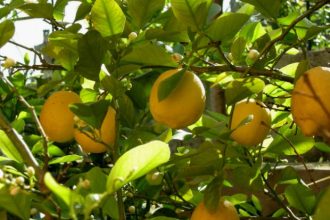 Ίλιον: Σε κρίσιμη κατάσταση ο 80χρονος που έκοψε τα λεμόνια και δέχτηκε επίθεση από τον 65χρονο