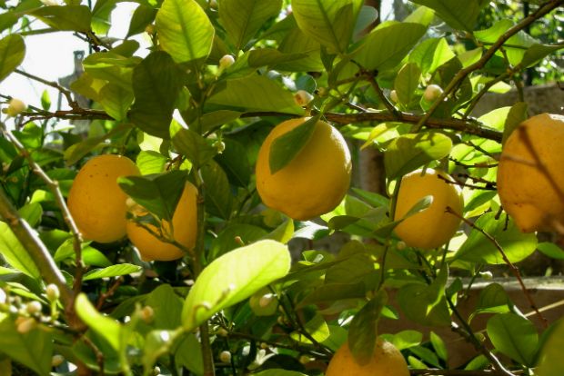 Ίλιον: Σε κρίσιμη κατάσταση ο 80χρονος που έκοψε τα λεμόνια και δέχτηκε επίθεση από τον 65χρονο