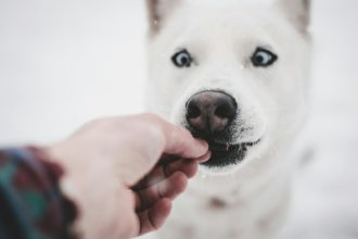 Το απόλυτο κόλπο για να δώσετε στον σκύλο σας ένα χάπι