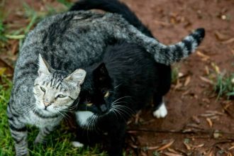 Πώς οι γάτες χρησιμοποιούν τις ουρές τους για να επικοινωνήσουν