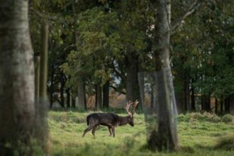Ζώα: Και όμως λατρεύουν το αλκοόλ και μεθούν