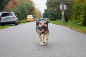 Πώς να προστατεύσετε τα αδέσποτα ζώα από τα αυτοκίνητα
