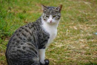Κεφαλονιά: Άγνωστοι σκότωσαν γατούλα και την κρέμασαν με σχοινί - ΦΩΤΟ