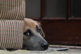 Τα ζώα και το άγχος: Αναγνωρίστε τα σημάδια και προσφέρετε υποστήριξη στους τετράποδους φίλους σας