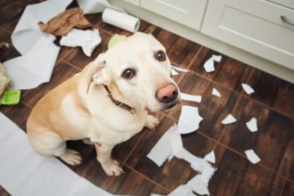 Δείτε πως θα καταλάβετε ότι ο σκύλος σας ζηλεύει και δεν θέλει τον νέο σας σύντροφο