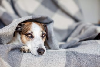 Πώς θα καταλάβετε ότι ο σκύλος σας έχει πονοκέφαλο - Ποιες μπορεί να είναι οι αιτίες