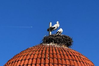 Οι πελαργοί που «πολιτογραφήθηκαν» κάτοικοι… Καλυβίων