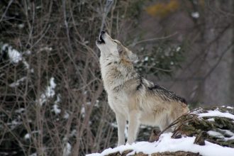 Σουηδία: Ξεκίνησε το κυνήγι των λύκων - Στόχος να μειωθεί στο μισό ο πληθυσμός τους - Αντιδράσεις