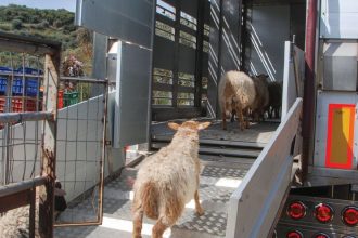 Εκπαιδευτικό σεμινάριο για τους μεταφορείς ζώντων ζώων στη Δυτική Ελλάδα