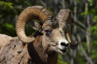 Κριάρι σκότωσε 85χρονος κτηνοτρόφο