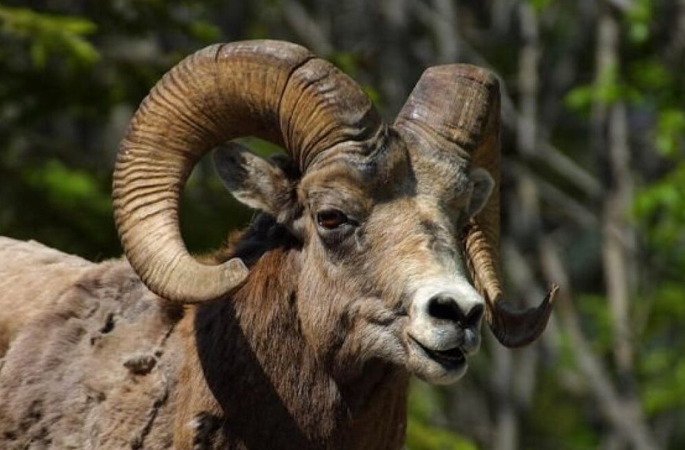 Κριάρι σκότωσε 85χρονος κτηνοτρόφο