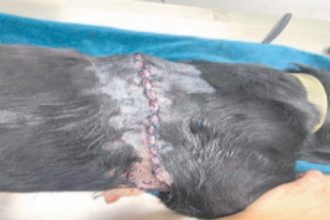 Ηλεία: Άγρια κακοποίηση αδέσποτου σκύλου