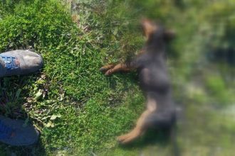 Δυτ. Ελλάδα: Αποτροπιασμός για την θανάτωση τριών σκυλιών