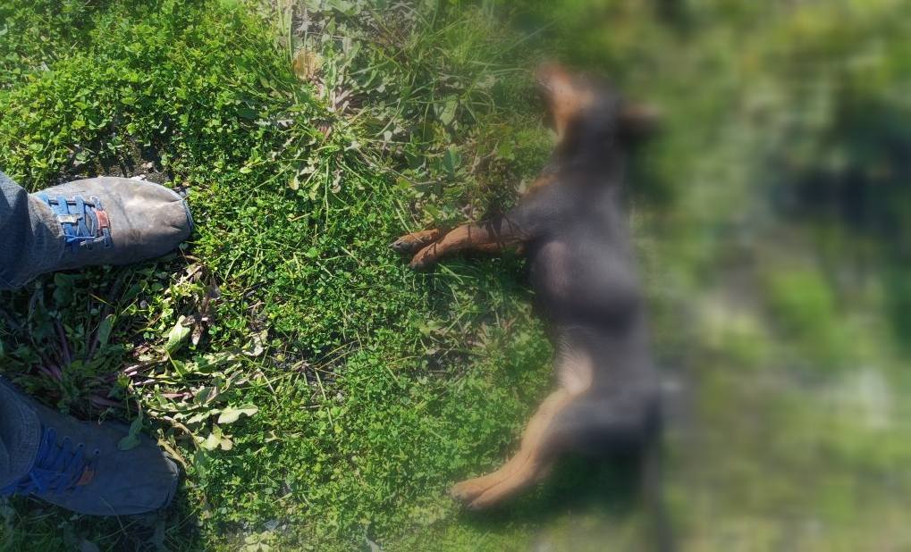 Δυτ. Ελλάδα: Αποτροπιασμός για την θανάτωση τριών σκυλιών