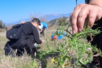 «Χορτοσυλλογή» στο Άνω Καστρίτσι - ΦΩΤΟ