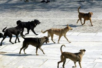 Ψαθόπυργος: Κινδυνεύουν κάτοικοι και επισκέπτες από αγέλες σκύλων - Έχουν επιτεθεί σε 4 άτομα