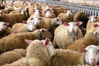 Αχαΐα: Έκλεψαν 23 αρνιά από στάνη!