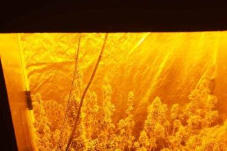 Συνελήφθη άνδρας στο Αγρίνιο για υδροπονική καλλιέργεια και κατοχή ναρκωτικών (ΦΩΤΟ)