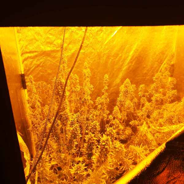 Συνελήφθη άνδρας στο Αγρίνιο για υδροπονική καλλιέργεια και κατοχή ναρκωτικών (ΦΩΤΟ)