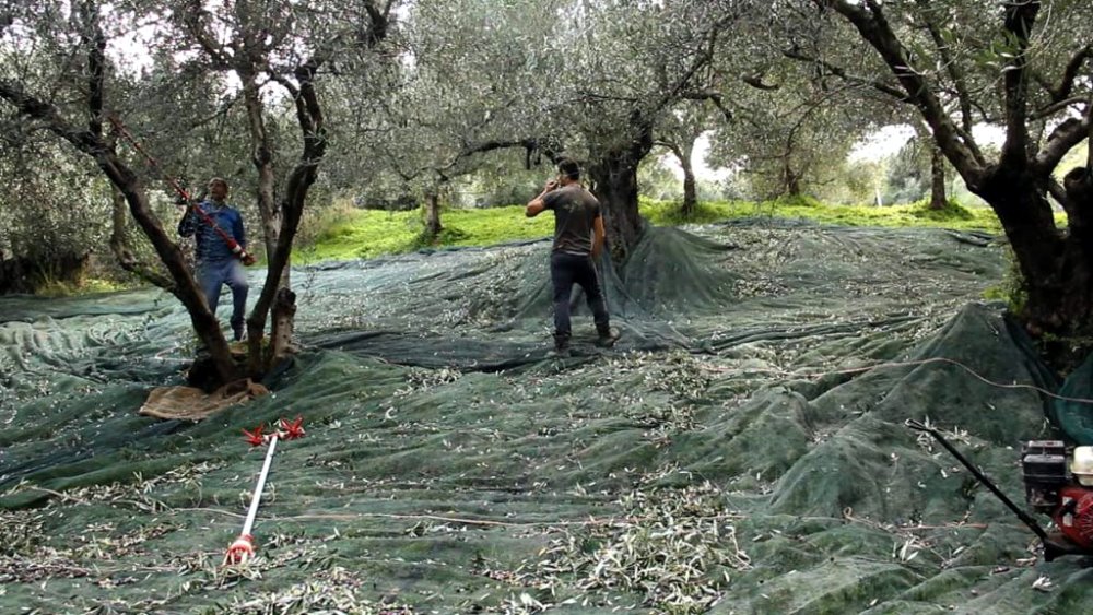 Περιφέρεια: Αίτημα για άμεση στήριξη των ελαιοπαραγωγών λόγω των επιπτώσεων της κλιματικής κρίσης