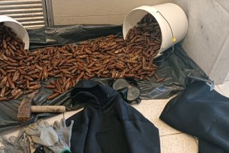 Δυτ. Ελλάδα: Αλλοδαπός αλίευε παράνομα πετροσωλήνες (ΦΩΤΟ)