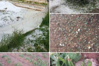 Δυτική Αχαΐα: Επιστολή Αλεξόπουλου στον πρόεδρο του ΕΛΓΑ για τις ζημιές από τη χαλαζόπτωση