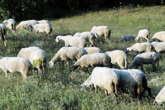 Επιβεβαιώθηκαν τέσσερα κρούσματα ευλογιάς των αιγοπροβάτων στην περιοχή της Ναυπακτίας