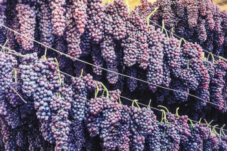 Αίτημα της Περιφέρειας Δυτικής Ελλάδας για άμεση στήριξη της παραγωγής κορινθιακής σταφίδας και οινοποιήσιμων σταφυλιών